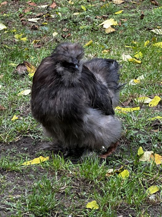 Kogut Silki Silka piekny jedwabisty moze byc plus kurka
