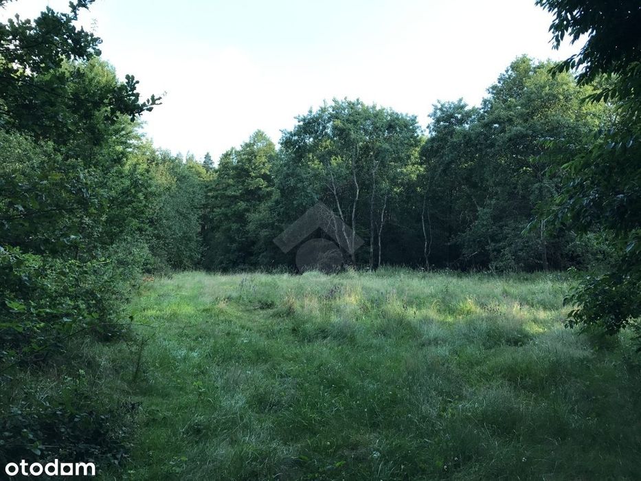 Rusocice - działka rekreacyjna w otoczeniu lasu!