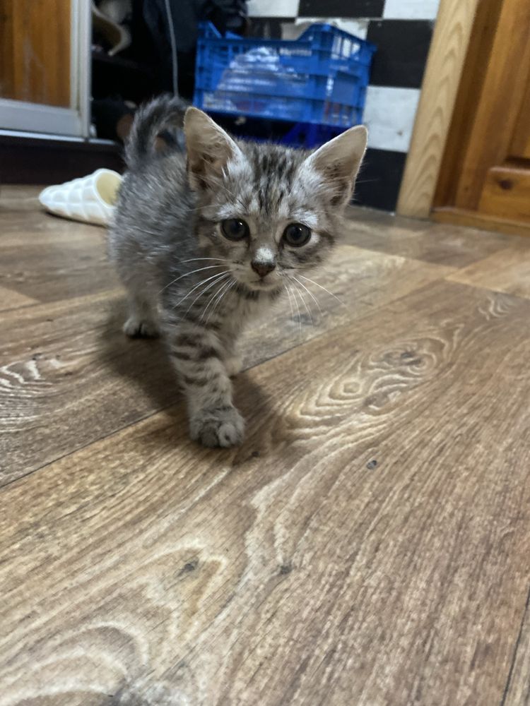 Котики безкоштовно