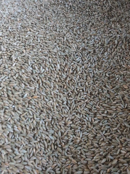 Sprzedam żyto zbiór 2025