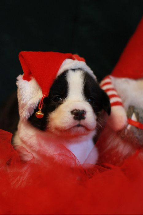 welsh Corgi Cardigan FCI