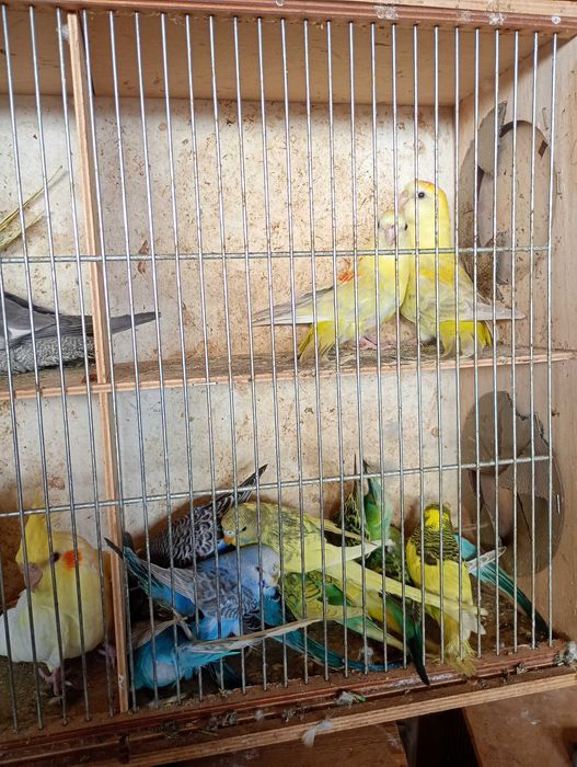 Papugi faliste różne kolory