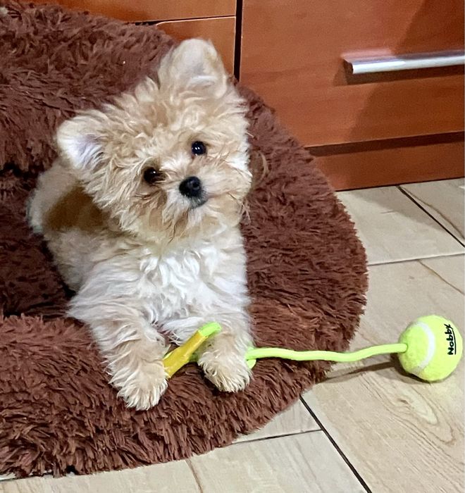 Йорочка голд підрощена Киів