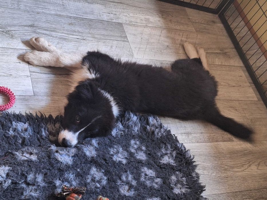 Piesek Border Collie ZKWP/FCI
