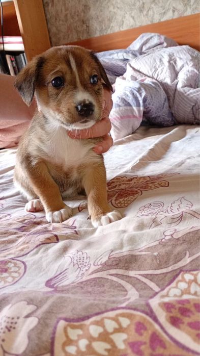 Щенки, собаки, цуцеки в добрі руки, бекоштовно