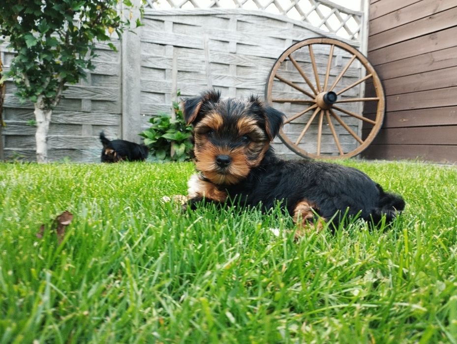 Yorkshire terrier - piesek szczeniak
