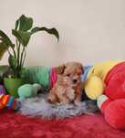 Maltipoo Cudny piesek