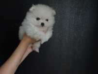 Szpic pomeranian miniaturowy