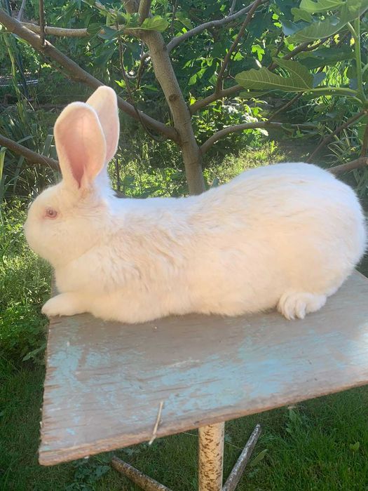 Кролики термонська-біла!!!