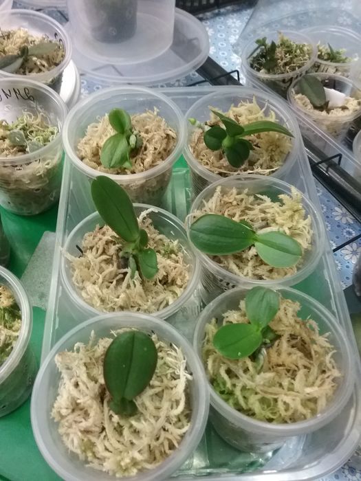 Орхидея Подростки из фласок