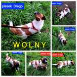 Śliczny mały piesek !!! JACK RUSSELL krótkie nóżki rodzice w hodowli