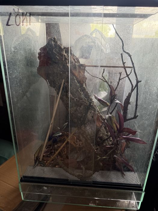 Terarium  szklane …..45X30 odbior osobisty