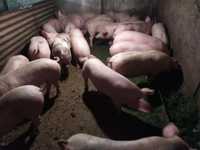 Продам свиней от 40 до 50 кг