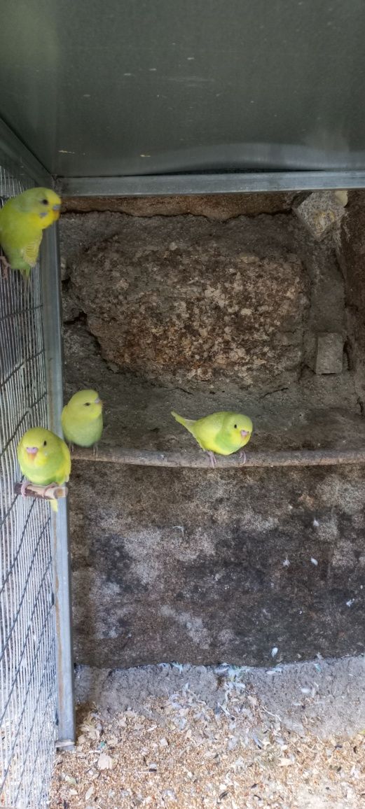 Piriquitos Australianos