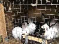 Кролики колифорния