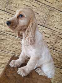 Piesek Cocker spaniel angielski