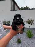 Cocker spaniel angielski