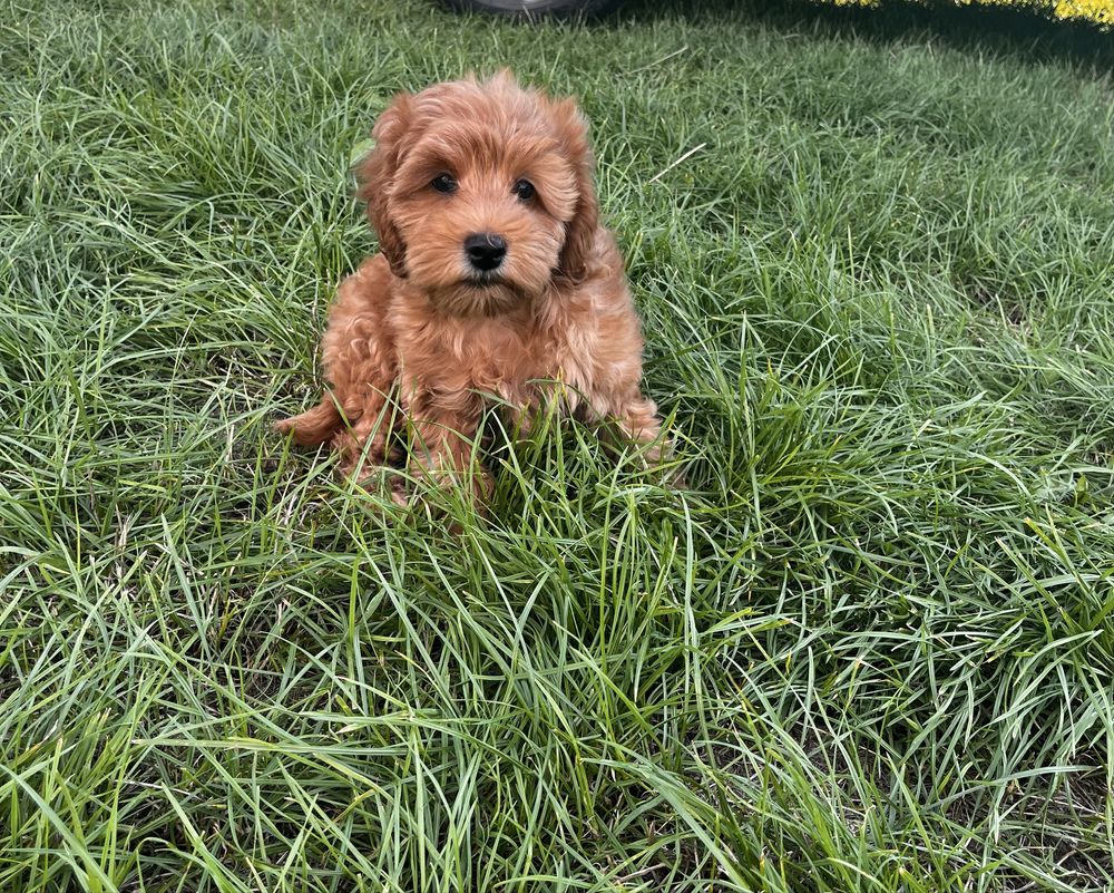 Maltipoo F1 uroczy samczyk