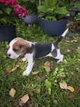Beagle tricolor Piesek