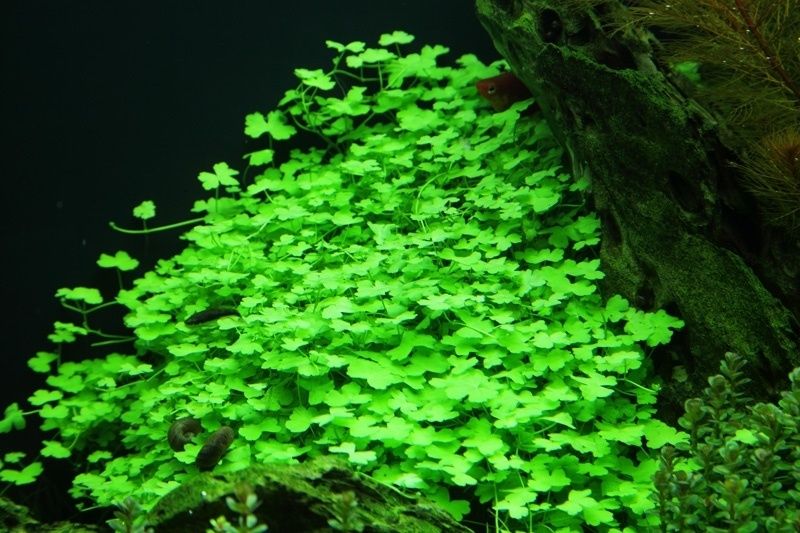 Hydrocotyle sp. japan