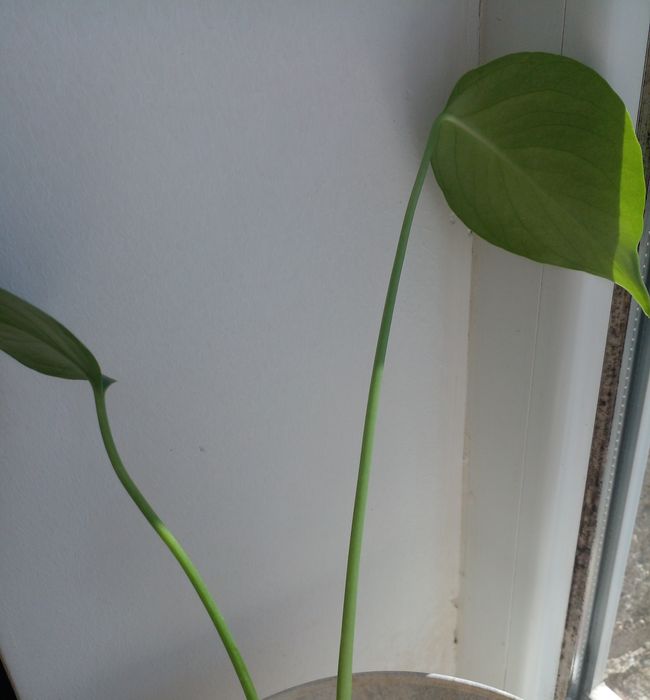 Монстера, однорічний саджанець