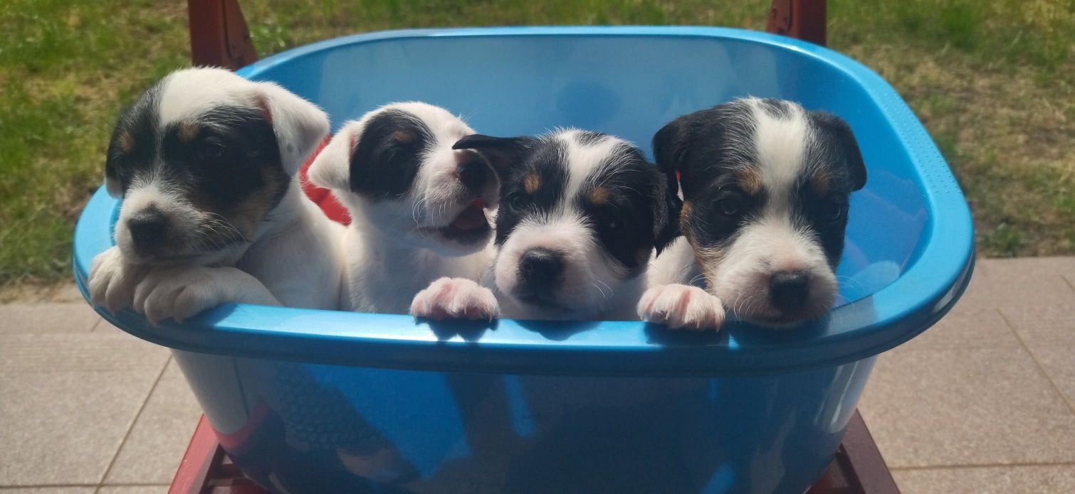 Parson Russell Terrier