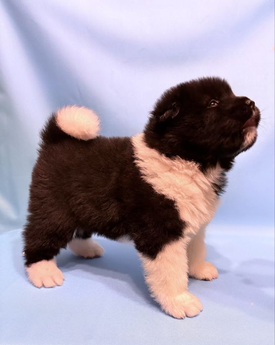 Akita Amerykańska piesek ZKwP /FCI