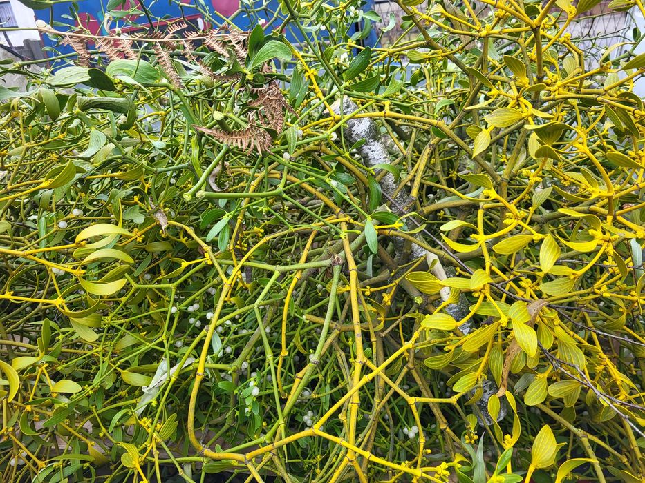 Piękne kule jemioła