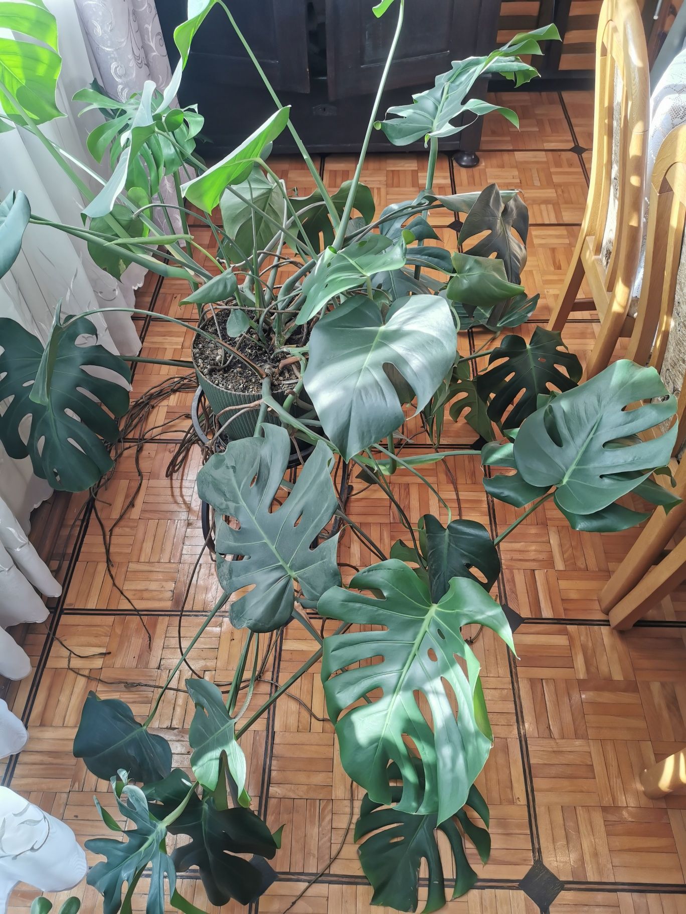 Monstera w doniczce.