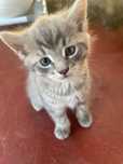Kotek do adopcji