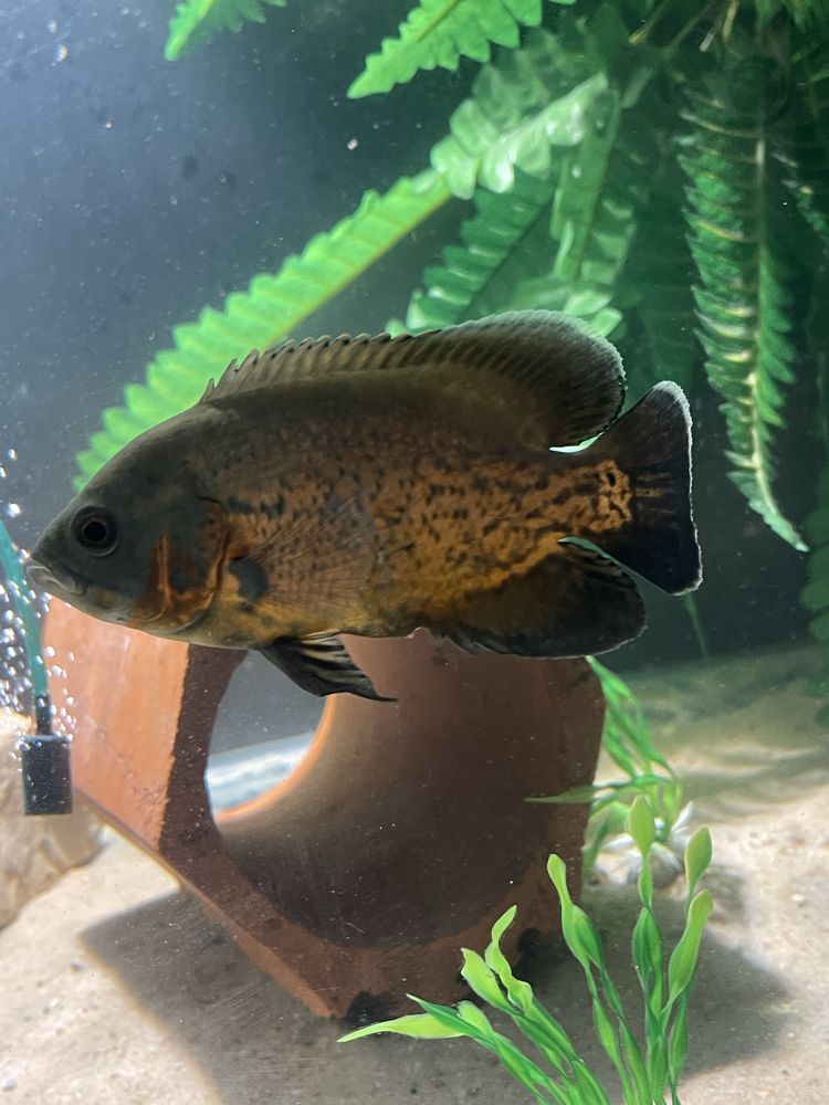 peixe  oscars troco  1 red tiger e 1 bronze 15cm