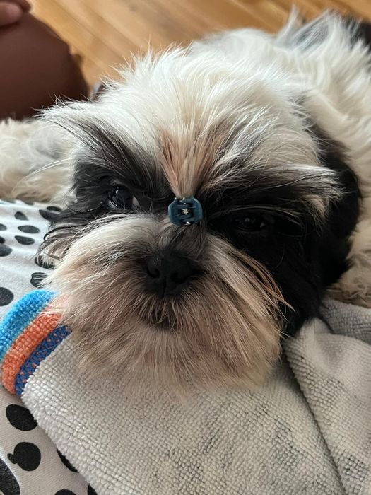 Szczenię Shih tzu gotowe do odbioru