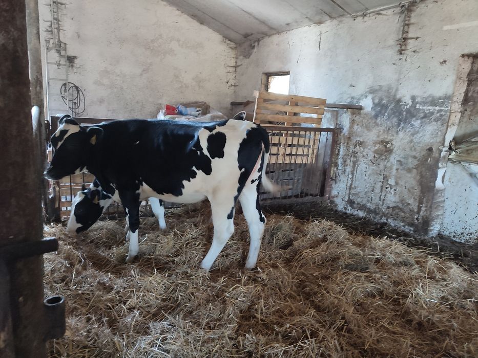 Jałówki hf w świetnej kondycji