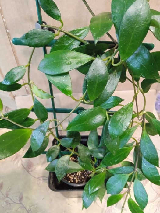 Хойї сортові зрізи