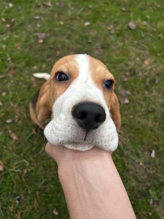 Бігль з клубними документами. Хлопчик 4 місяці