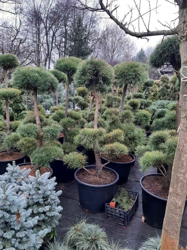 Bonsai ,jalowiec swierk sosna