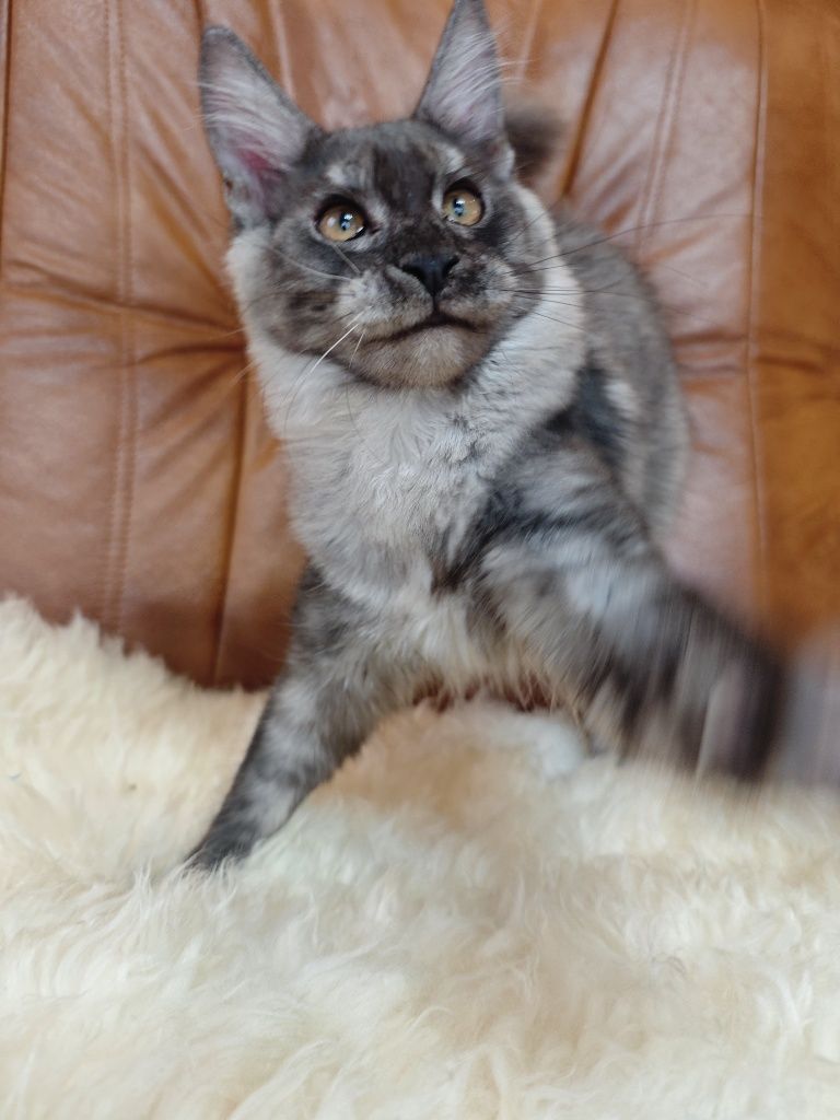 Cudowna dymna kotka Maine Coon z legalnej hodowli FPL