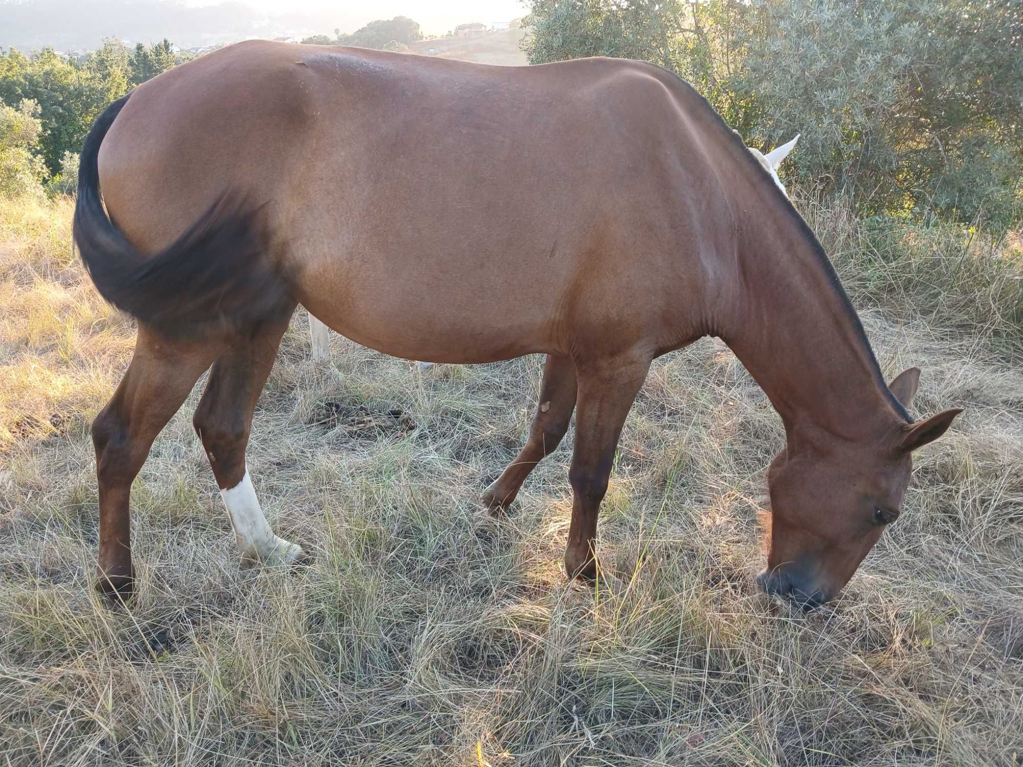 Poldra lusitana laza com 3 anos.