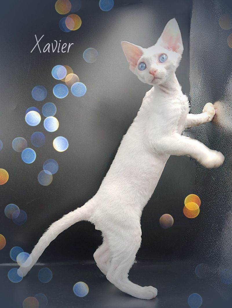 Devon rex Xavier - po prostu Boski