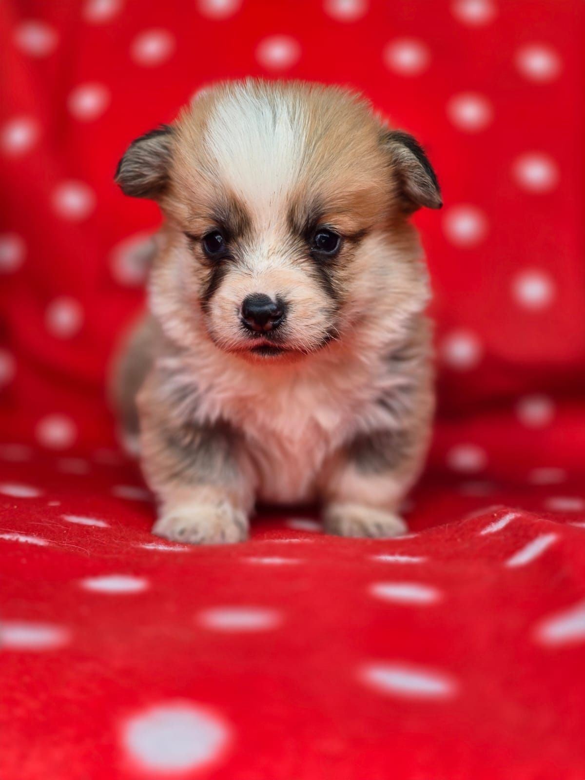 WELSH Corgi Pembroke piesek do rezerwacji szczeniak