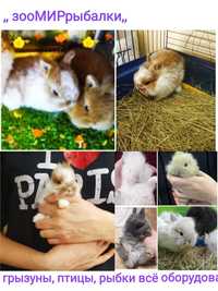 Домашние мини кролики карликовые ростут 900-1100грамм, корм