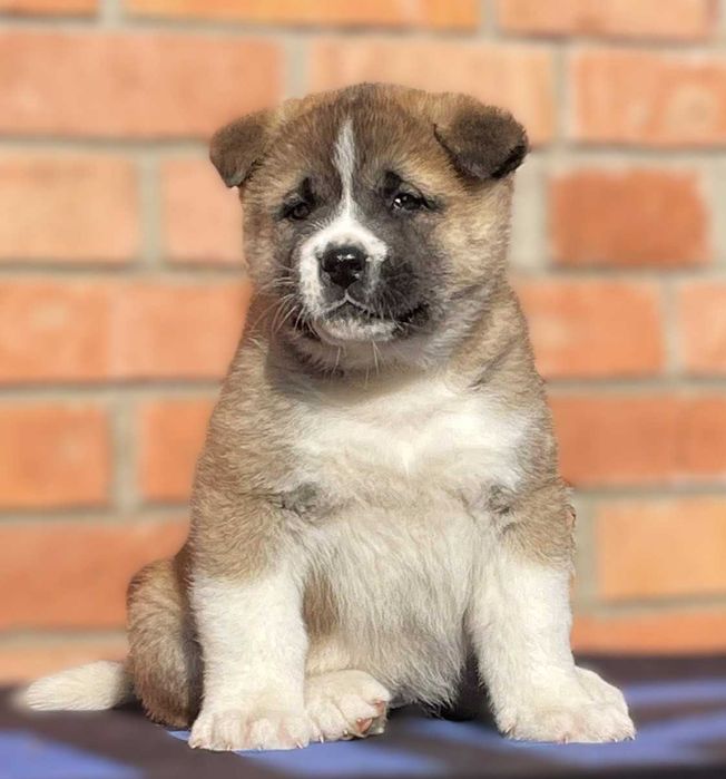 Девочка ам. акита, КСУ, 2 мес