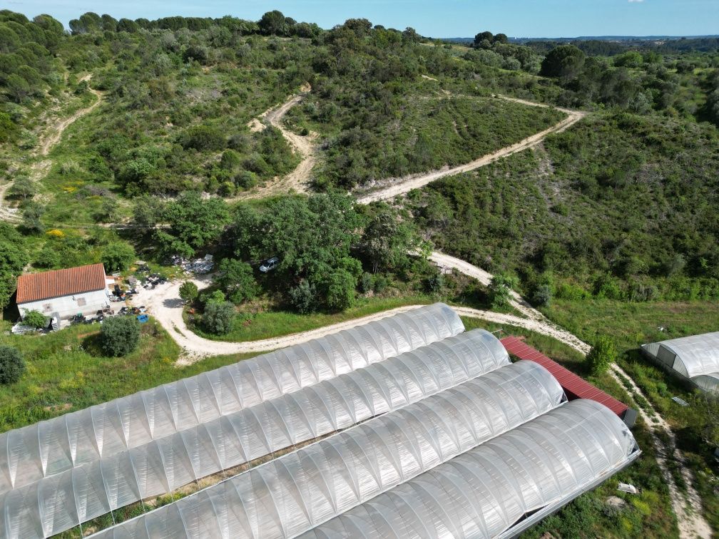 7000 metros quadrados de estufas para arrendar em Tomar