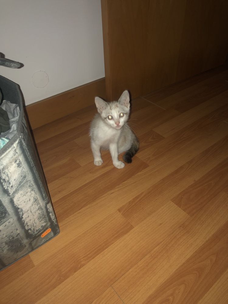 Gatinha bebe 2 meses branquinha