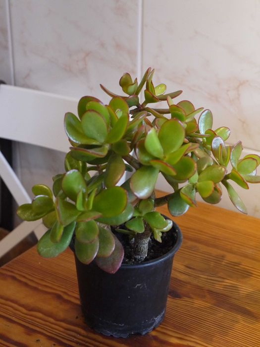 PIĘKNA ZOBACZ Drzewko szczęścia, crassula ovata ,kwiat domowy, roślina