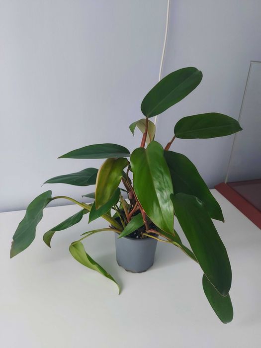 Philodendron Red Emerald