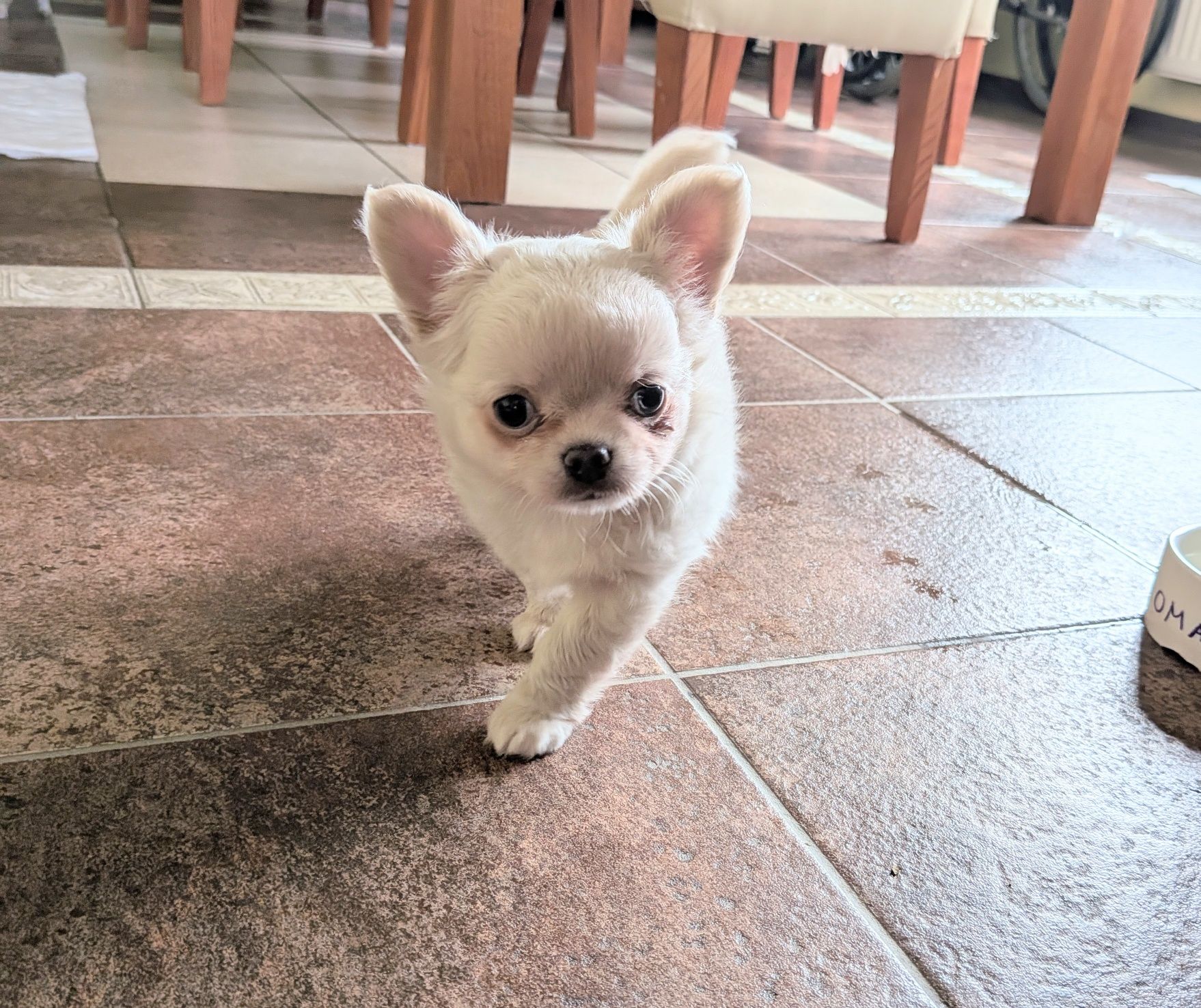 Chihuahua długowłosy ZKwP FCI