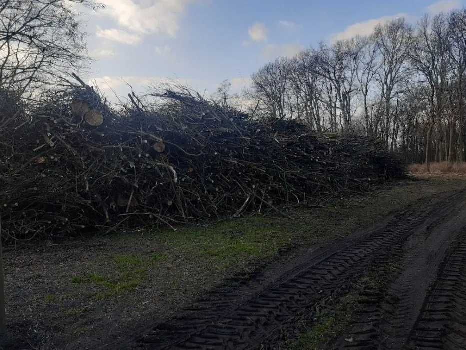 Wycinka drzew lasu wycinanie skup drewna rębak mulczer rekultywacja