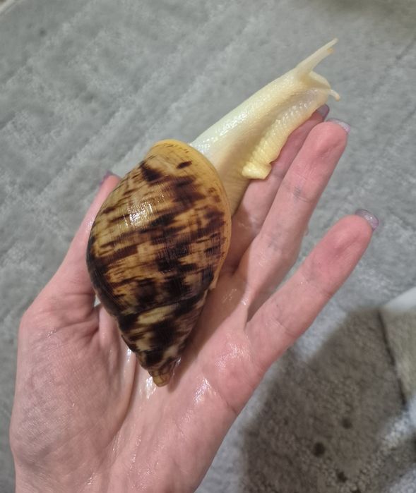 Ахатина ретикулята альбіно боді равлики 3-4 місячні