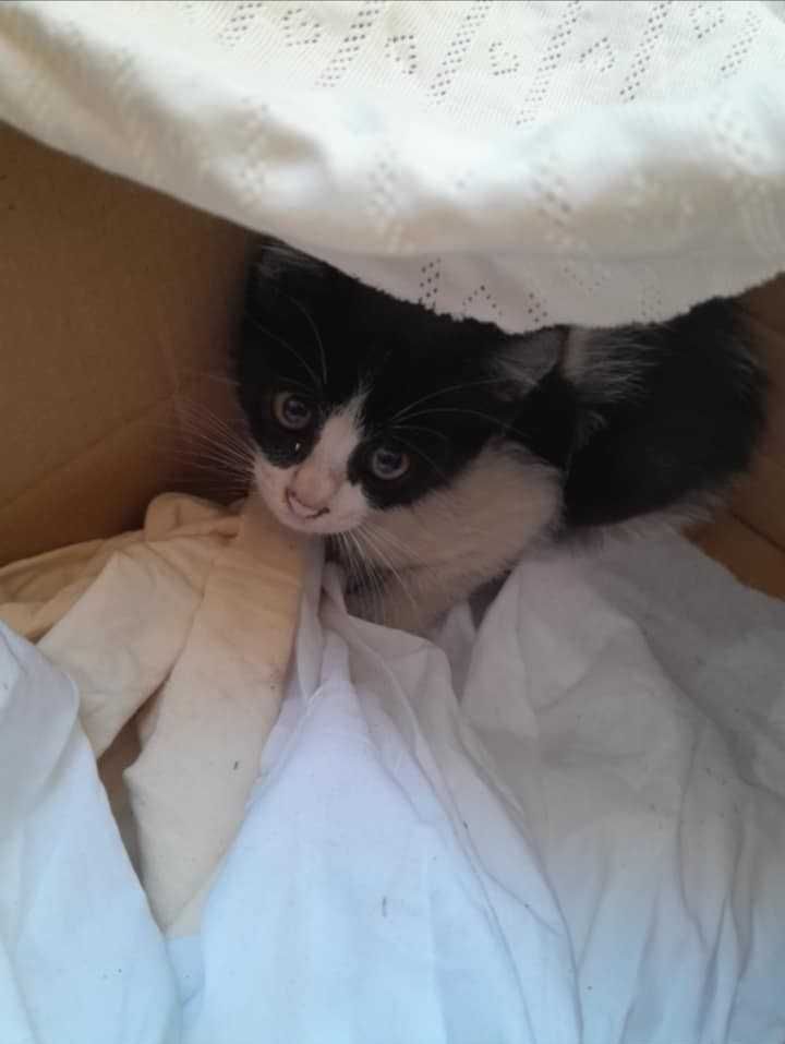 Gatinho macho 1 mês e meio